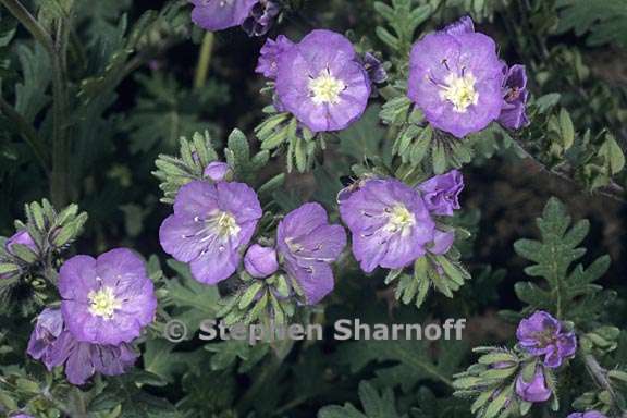 phacelia ciliata 2 graphic